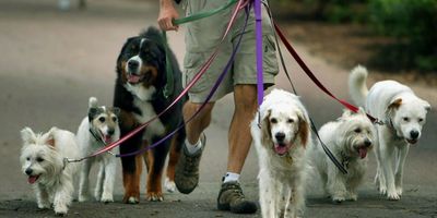 Заработок на выгуле собак: простое решение для пенсионеров и новичков